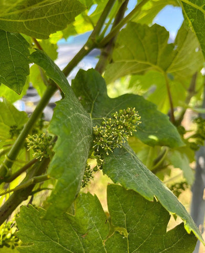 blüte_champagner