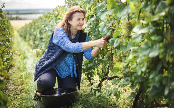 Champagne Hélène Beaugrand