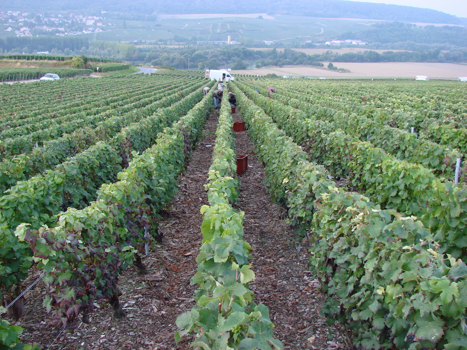 weinberge Coutelas